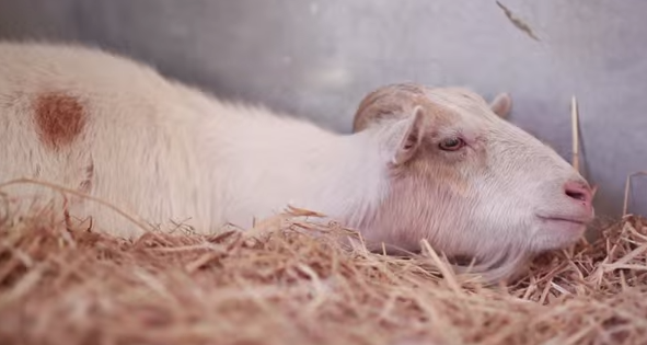 Åsna, Get, Depression